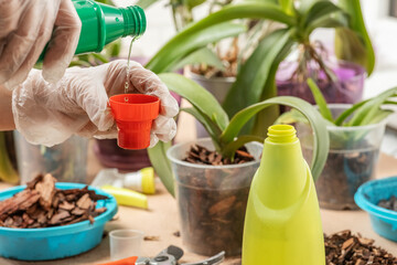 Women's gloved hands prune and transplant indoor orchid plants, at home. Spring care of the home...