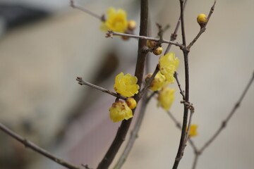 冬に咲く蝋梅の花