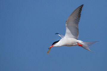 Flußseeschwalbe (Sterna hirundo)