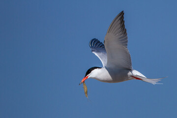 Flußseeschwalbe (Sterna hirundo)
