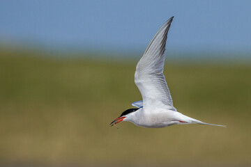 Obraz premium Flußseeschwalbe (Sterna hirundo)