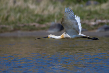 Löffler (Platalea leucorodia)