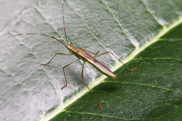 A green long legged insect on the leaf in the forest.