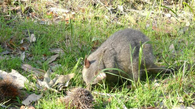 Wild Brushtail Possum looking around while feeding in the shade