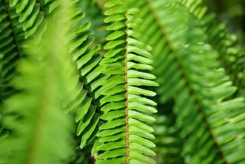 Close up of green ferns in a botanical garden
