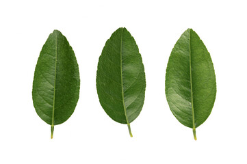 Fototapeta premium Citrus leaves isolated on white background.