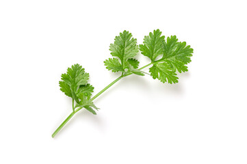 Parsley leaves isolated on white background.