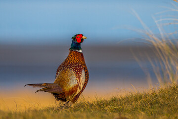Fasan (Phasianus colchicus) Männchen