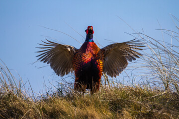 Fasan (Phasianus colchicus) Männchen