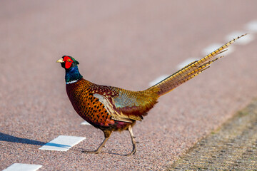 Fasan (Phasianus colchicus) Männchen