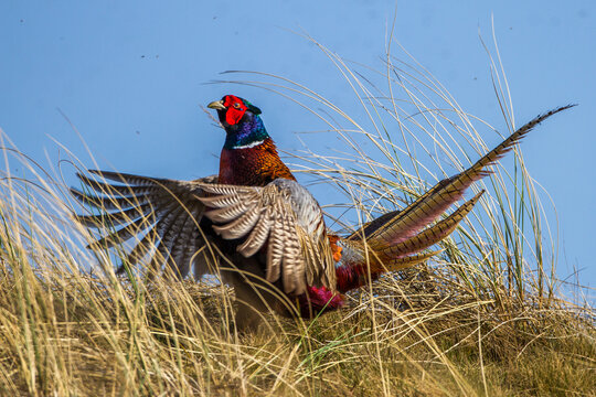 Fasan (Phasianus colchicus) M&auml;nnchen