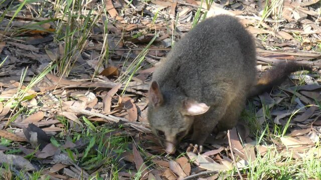 Wild Brushtail Possum sitting foraging through leaf litter for food