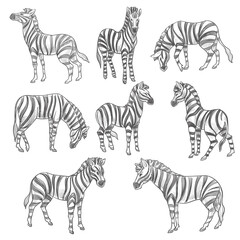 Zebras sketches, equine mammals with stripes fur