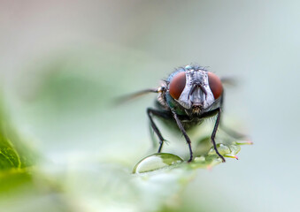 house fly in extreme close up sitting on green leaf. Picture taken before grey background