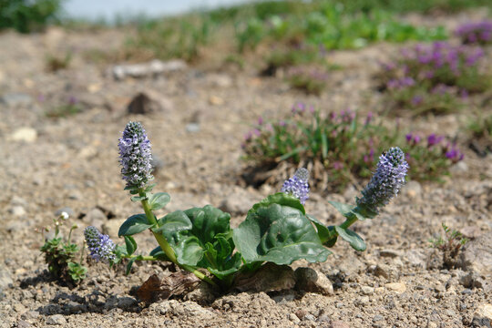 Flora of Kamchatka Peninsula: a close up of light blue-purple flowers of Lagotis glauca (Glaucous Weaselsnout) growing on the rocky soil in the late summer