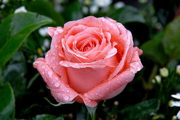 Pink rose flower with dew drops in a garden, in its natural environment, close up view