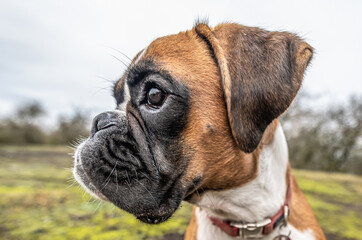 funny face 9 months old purebred golden puppy german boxer dog closeup
