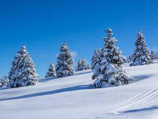 Obraz premium Amazing view of a group of isolated pine trees covered by fresh snow after snowfall. Alpine and winter contest. Wonderful landscape. Freedom and peaceful contest