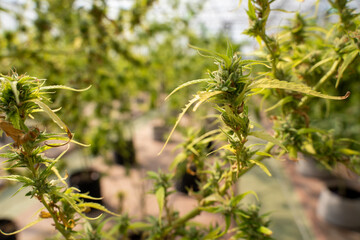 Medical marijuana plants growing,Indoor grow cannabis cultivation.