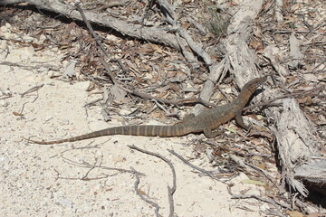 Rosenberg's Goanna, Kangaroo Island, South Australia.
