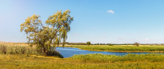 Panoramic view of lonely willow tree growing on riverbank of calm plane river among green meadow grasses and reed thickets in summer time