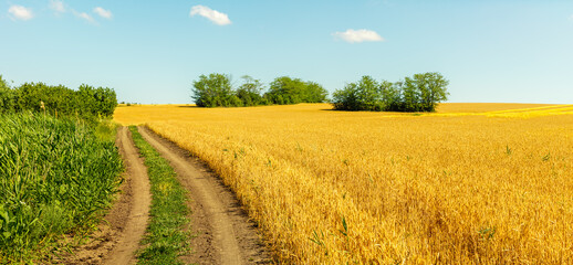 Panoramic countryside landscape with rural unpaved road on edge of farmland field with yellow ripe wheat © Alexey Slyusarenko