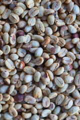 Granos de café secos 