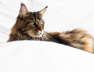 Maine coon cat with black and brown fur lying on white