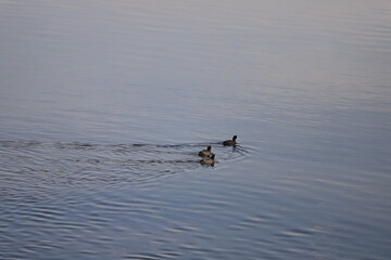 冬の川で泳ぐ三羽のオオバン