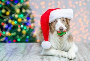 Border collie wearing red santa hat holds gift box in it mouth. Festive background with christmas tree. Empty space for text