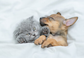 Cute Kitten and sleepy Toy terrier puppy lying together under a white blanket on a bed at home. Top down view