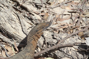 Rosenberg's Goanna, Kangaroo Island, South Australia.