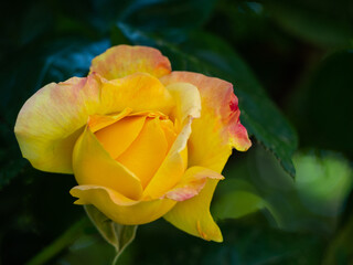 A blooming yellow rose bud close-up against a background of green foliage.