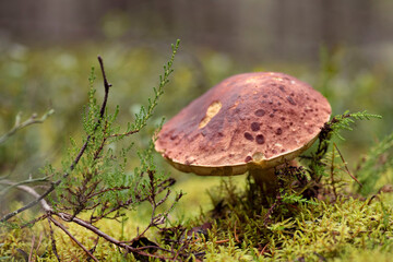 Boletus edulis or cep, penny bun, porcino or porcini