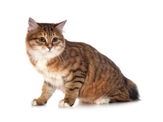 Kurilian Bobtail in studio