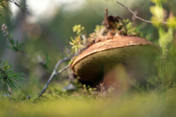 Boletus edulis or cep, penny bun, porcino or porcini