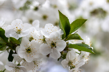 Spring cherry blooming with white petals. Cherry tree branch with young flowers in spring. Close up. Selective focus, blurred background.