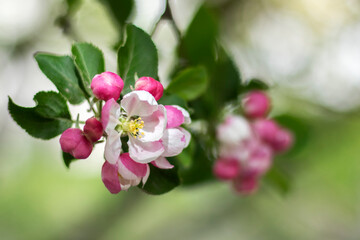 Fototapeta na wymiar Apple-tree branch with young flowers in spring. Close up. Selective focus, blurred background.