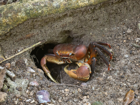 Land Crab also known as Mangrove Crabs burrowing on Praslin Island, Seychelles