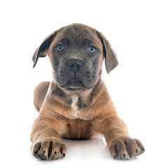 puppy cane corso