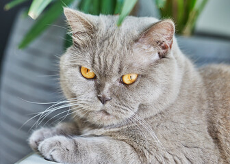 Close-up of a purebred British cat of gray color
