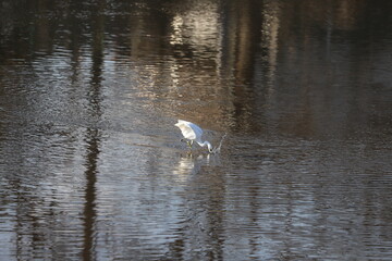 冬の川で魚を捕るコサギ（シラサギの一種）
