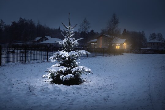 Snow-covered Spruce Tree Illuminated By The Garland Of White Lights In The Backyard, Close-up. Country House In The Background. Winter Rural Scene. Christmas Celebration, Decoration, Landscape Design