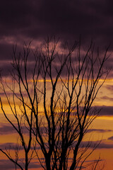 tree branches against the background of an evening sunset