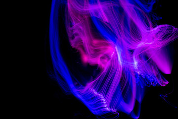 Portrait of young woman amid light painting , Over Black Background. Long exposure photo without photoshop, light drawing at long exposure