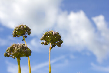 Chives with Flowers in the blue sky background.