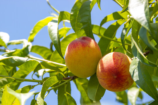 Peaches on a branch of a peach tree. Selective soft focus