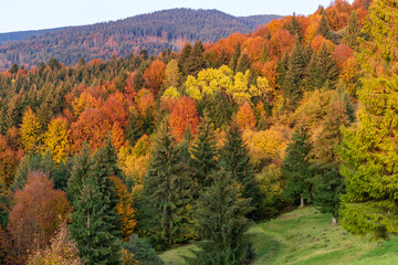 Autumn mountain landscape - yellowed and reddened autumn trees combined with green needles and blue skies. Colorful autumn landscape scene in the Ukrainian Carpathians.