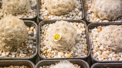 Cactus flowers, Mammillaria plumosa with white flower is blooming on pot, Succulent, Cacti, Cactaceae, Tree, Drought tolerant plant.