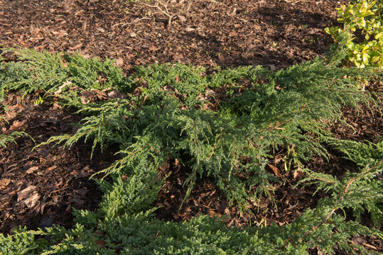 Winter Foliage of the Evergreen Ground Covering Flaky or Himalayan Juniper Shrub (Juniperus squamata 'Blue Carpet') in a Garden in Rural Devon, England, UK